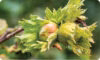 Une image de glands avec encore leurs feuilles.